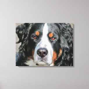 Lienzo Imagen de la foto del perro de montaña de Bernese