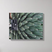 Imagen de la planta de Agave Victoria Fotografía d