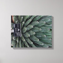 Lienzo Imagen de la planta de Agave Victoria Fotografía d