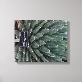 Lienzo Imagen de la planta de Agave Victoria Fotografía d