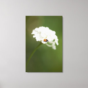 Lienzo Imagen macra de una mariquita en una flor salvaje