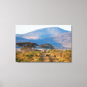 Lienzo Impala (Aepyceros Melampus), Hluhluwe-Umfolozi