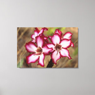 Lienzo Impala Lily (Adenium Multiflorum), Kruger