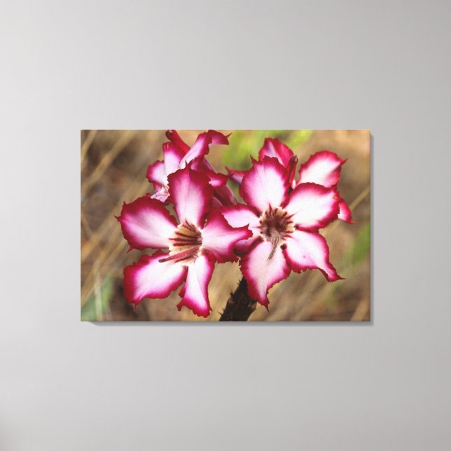 Lienzo Impala Lily (Adenium Multiflorum), Kruger (Anverso)