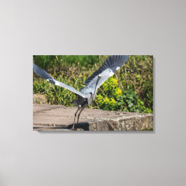 Lienzo Imposanter Graureiher hebt ab