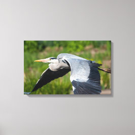 Lienzo Imposanter Graureiher mit weiten Schwingen