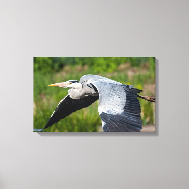 Lienzo Imposanter Graureiher mit weiten Schwingen (Anverso)