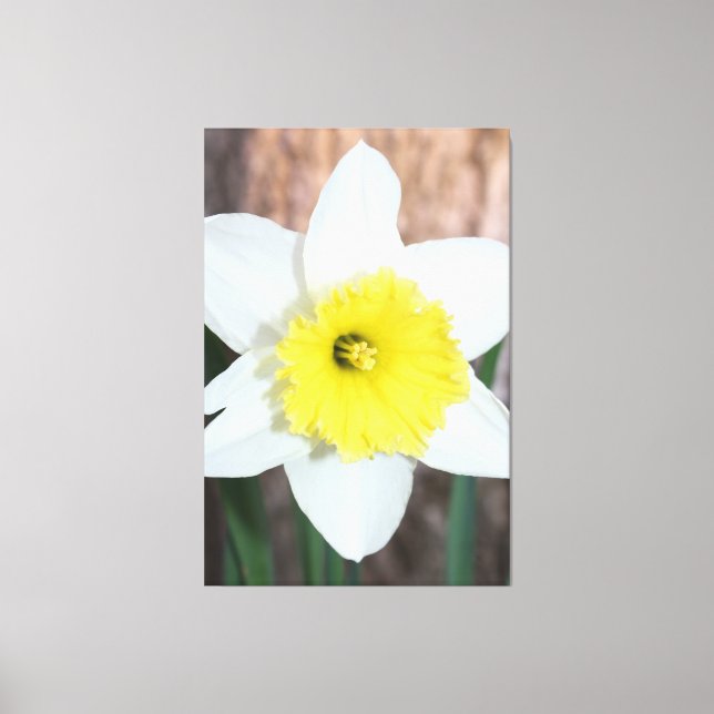 Lienzo Impresionante Daffodil grande (Anverso)