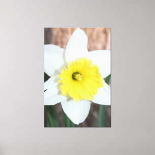 Lienzo Impresionante Daffodil grande