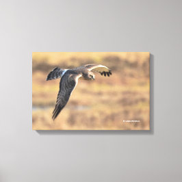 Lienzo Impresionante Harrier septentrional sobre la caza 