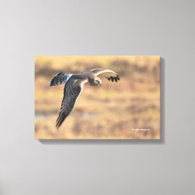 Lienzo Impresionante Harrier septentrional sobre la caza  (Anverso)