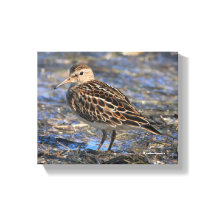 Impresionante Sandpiper Shorebird en la playa