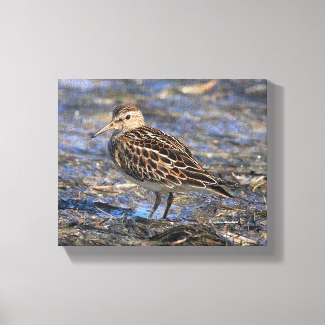 Lienzo Impresionante Sandpiper Shorebird en la playa (Anverso)
