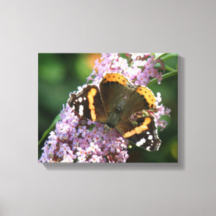 Lienzo impreso de Mariposa Almirante Rojo y Buddle