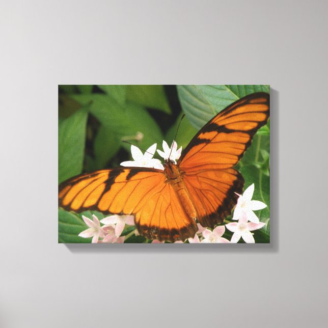 Lienzo impreso de Mariposa Julia Naranja (Anverso)