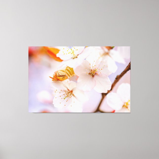 Lienzo Increíble Belleza De Las Flores De Sakura En Prima (Anverso)