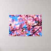 Increíble Sakura Rosa y Cielo Azul de Primavera