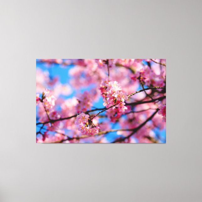 Lienzo Incríble Sakura Rosa y Cielo Azul de la Primavera (Anverso)