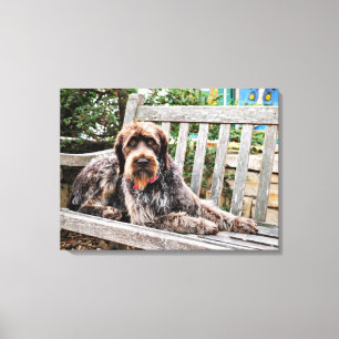 Lienzo Indicador Wirehaired alemán - Lexy