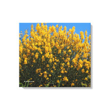 Indigo amarillo falso / Índigo silvestre / Alga do