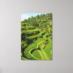 Lienzo Indonesia, Bali  Plantones de arroz