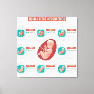 Lienzo Infografía del Feto Humano