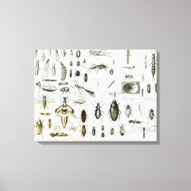 Lienzo Insectos de entomología (Anverso)