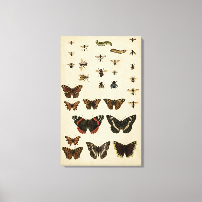 Lienzo Insectos de jardín por Vision Studio (Anverso)