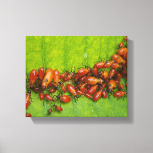 Lienzo Insectos del Milkweed en la hoja del Milkweed