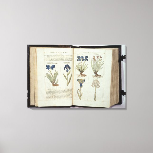 Lienzo Iris (Anverso)