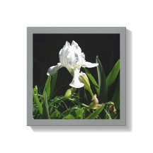 Iris blanco de 12" x 12" sobre fondo negro