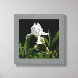 Lienzo Iris blanco de 12" x 12" sobre fondo negro