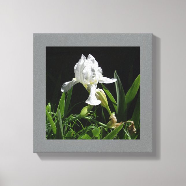 Lienzo Iris blanco de 12" x 12" sobre fondo negro (Anverso)