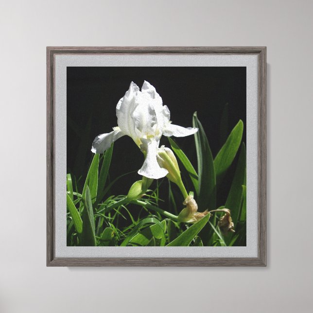Lienzo Iris blanco de 12" x 12" sobre fondo negro (Anverso)