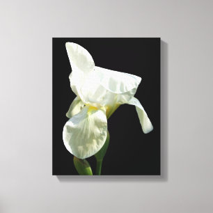 Lienzo Iris Canvas Print