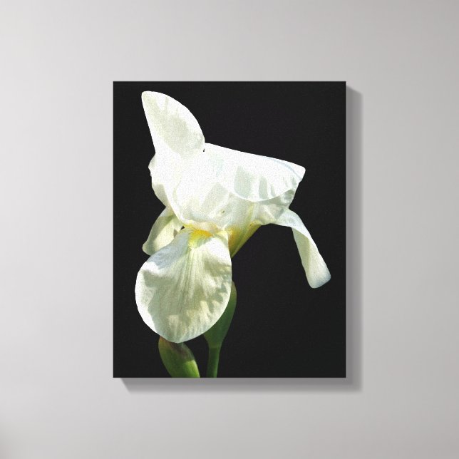Lienzo Iris Canvas Print (Anverso)