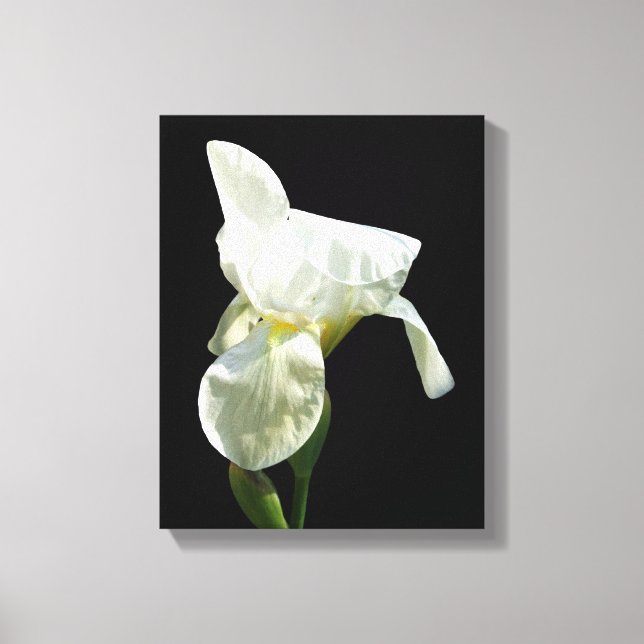 Lienzo Iris Canvas Print (Anverso)