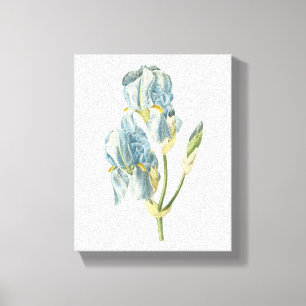 Lienzo iris dulce (Iris pallida) de Redouté