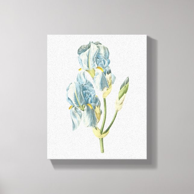 Lienzo iris dulce (Iris pallida) de Redouté (Anverso)