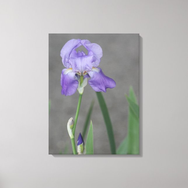 Lienzo Iris Lilac Purple Bearded (Anverso)