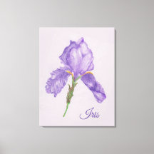 Iris morado, estilo botánico, lápiz de color