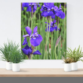 Lienzo Iris Morado Floral Botánico Fotográfico