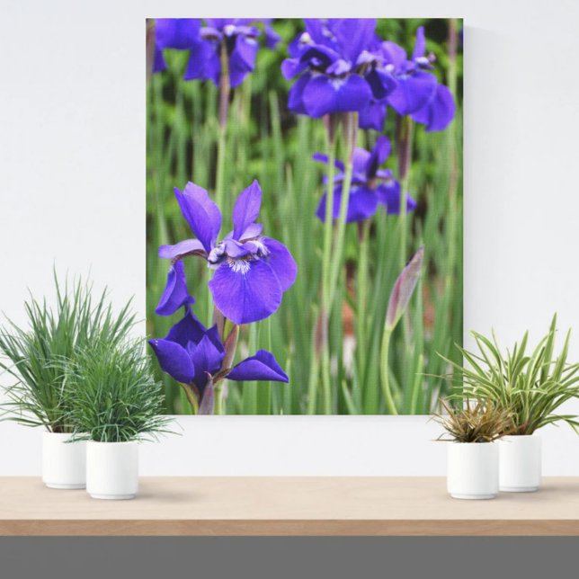 Lienzo Iris Morado Floral Botánico Fotográfico (Subido por el creador)