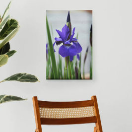 Lienzo Iris Púrpura Botánica Floral Fotográfica