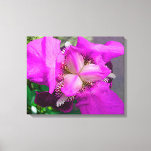 Lienzo Iris rosa