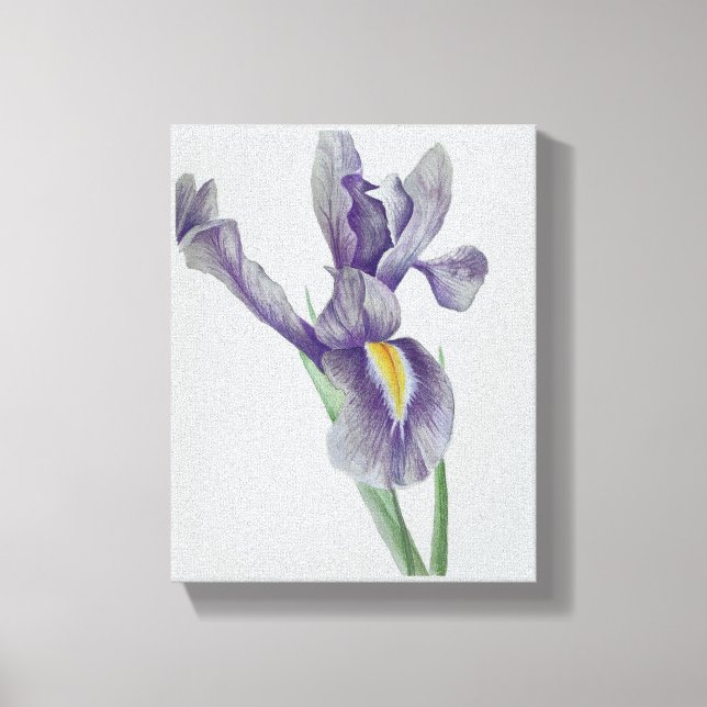 Lienzo Iris Stretched Canvas Print (Anverso)