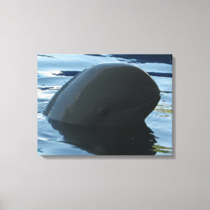 Lienzo Irrawaddy Dolphin Peek-A-Boo