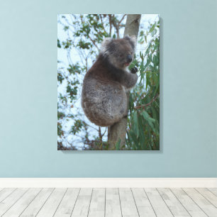 Lienzo Isla Canguro de Australia Koala en un Árbol