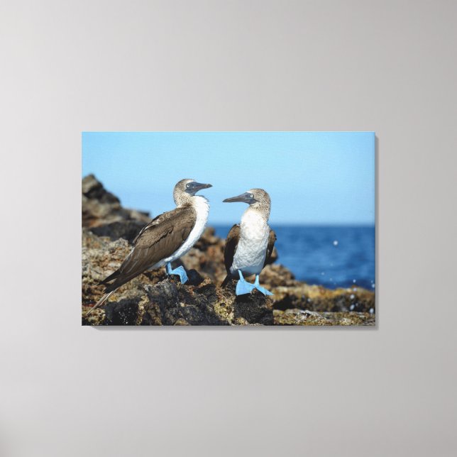 Lienzo Islas Galápagos, Isla Isabela (Anverso)
