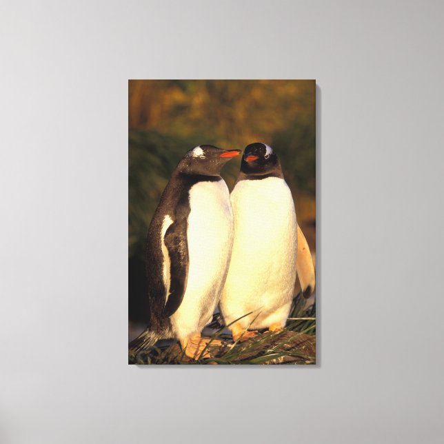 Lienzo Islas Malvinas. Pingüinos de Gentoo. (Pyroscelis (Anverso)